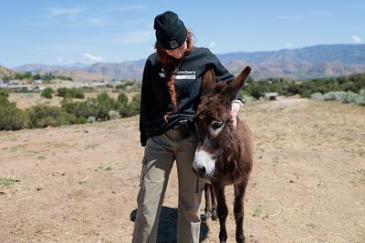 Meet Hope, Cuddly Rescued Donkey and ‘Amateur Photographer’