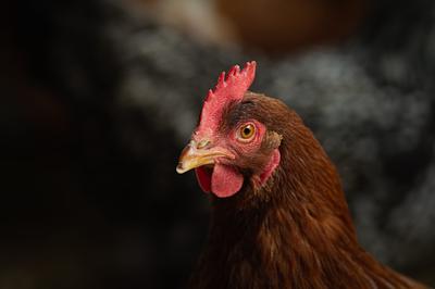 Sanctuary Questions: What Does ‘Cage-Free’ Really Mean?