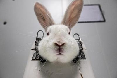 EU publishes long-awaited Roadmap to phase out animal testing for chemical safety assessment