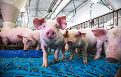Denmark finally taking pig welfare seriously, following years of advocacy