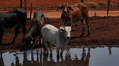 The time is right for animal welfare import requirements