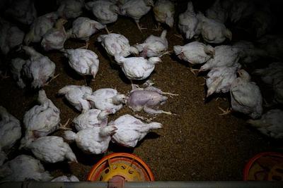 Investigations in Spain and Hungary reveal horrific conditions on chicken farms