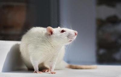 EU chemicals reform: a critical opportunity to advance non-animal science