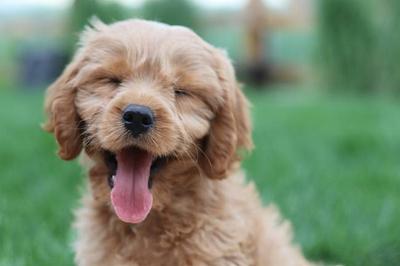 New EU framework on dog and cat welfare reaches the finish line