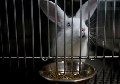 Eurogroup for Animals members lead the charge towards non-animal science
