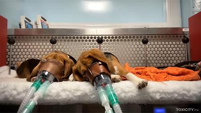 Reality of toxicity tests on animals exposed in new footage