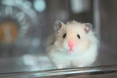 New stats on animals used in science reveal a modest decline but persistent challenges