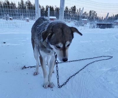 Sled dogs mistreated in Finnish Lapland’s tourism industry