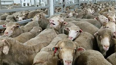 Animals still being set to war zones despite welfare concerns