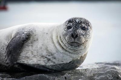 Seals at risk: EU citizens have already chosen protection