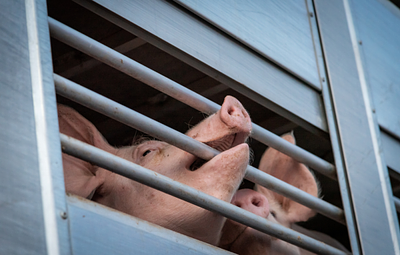 Pig transport fraud in Denmark reaches new heights