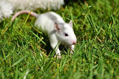 Action plan for pharmaceutical companies to accelerate the transition to non-animal science