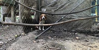 This Beagle Lived in a Chicken Wire Pen, Until PETA Changed Everything