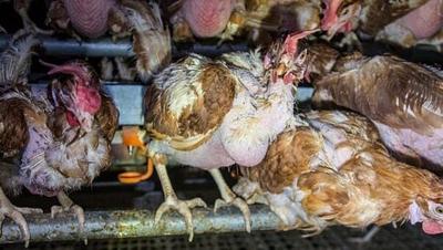 PETA Confronts Vital Farms Over Its ‘Happy Hen’ Marketing