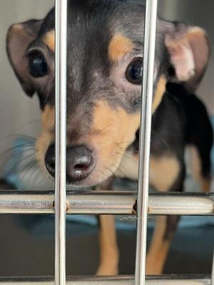 Puerto Rican Artists Lend Their Voices to Animals in Need