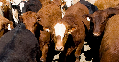 Flesh-Eating Screwworms Confirmed in Texas: How Factory Farming Fuels the Risk