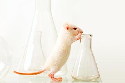 Dying for beauty: doctors urge a ban on cruel botox tests on mice