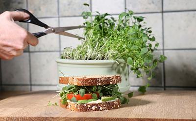 The Quiet Health Benefits Of Sprouts That Doctors Want You To Know
