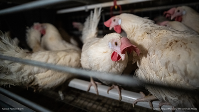 Nature’s Fare and Choices Market Lead Canadian Retail in Cage-Free Eggs