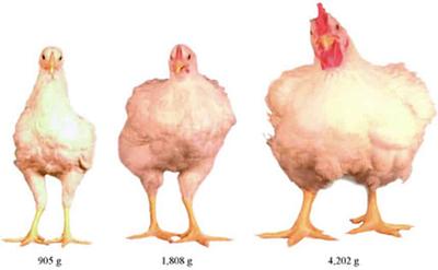Whole Foods Still Sells Chickens Bred for Painful Growth
