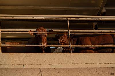 50,000 signatures against animal transport to war zones submitted to the EU Commission