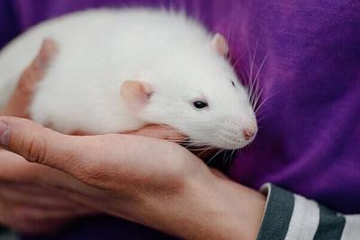 PETA Scientists Applaud NIH’s New Office Advancing Non-Animal Science 
