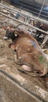 Whistleblower Images Show Cows’ Hooves Rotting, Bloody, and Overgrown