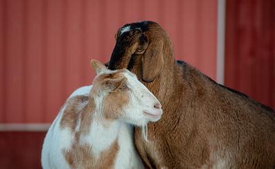 Six Sanctuary Photos That Show a Kinder World is Possible