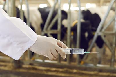 Statement from Mercy For Animals on Petition Urging FDA Action on Antibiotic Use in Animal Agriculture