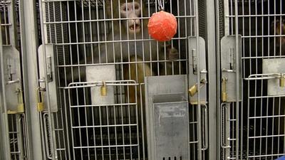 PETA Exposes More Unbridled Incompetence at Washington’s Primate Prison