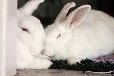 Outdated Animal Tests Delayed Sunscreen Progress—the FDA Can Stop It From Happening Again.
