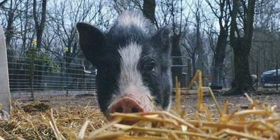 Mini Piggy Palooza 2026