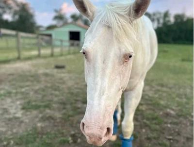Volunteer Work Day at Wild Lands Wild Horses - Salem County