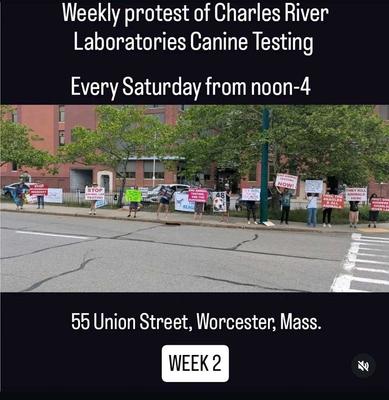 Weekly protest of Charles River Laboratories Canine Testing
