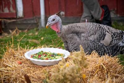 Watkins Glen Celebration for the Turkeys