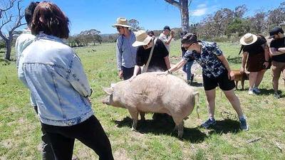 Little Oak Sanctuary Tour