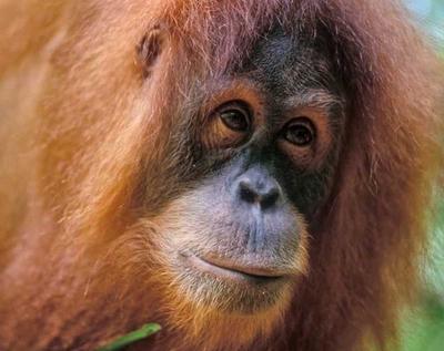 12-day Vegan Tour on the island of Sumatra
