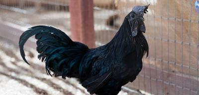 Rare Rooster Finds a Safe Place to Land, Thanks to Farm Sanctuary Supporter