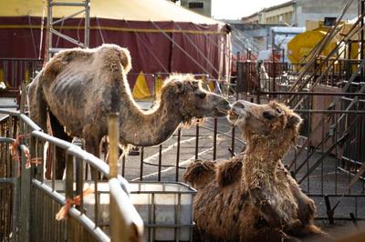 Images from animal circuses in Italy reveal bleak reality
