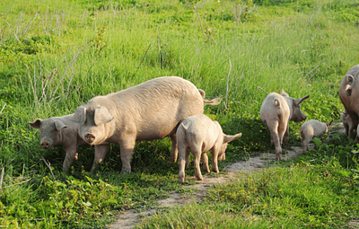 EU Livestock Strategy brings end of cages in sight, no species should be left behind