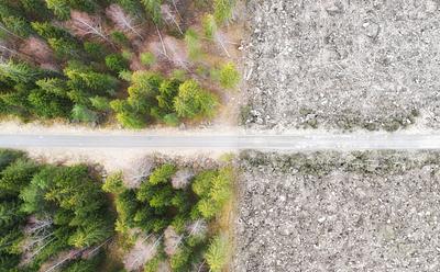 UK Government Moves To Introduce Anti-Deforestation Rules