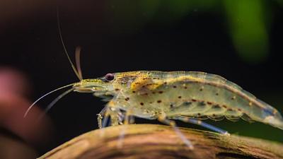 Cheap industrial shrimp imports to EU wiping mangroves off the map
