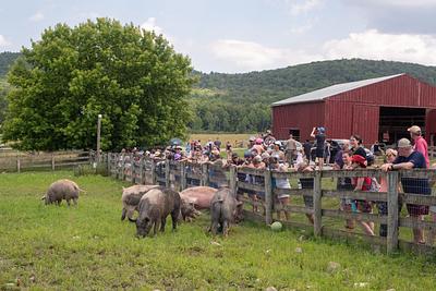 Pignic 2026: Celebrating Our Pig Friends and Freedom From Factory Farming