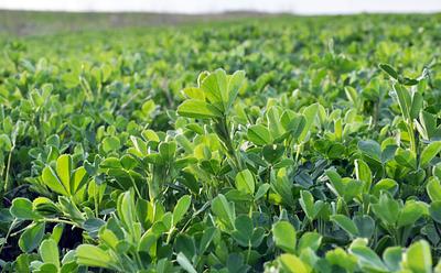 Plant-Based Biorefineries Could Supply The World’s Protein In Less Than Two Years