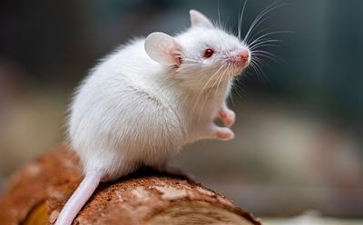 This Scientist Just Created A ‘Virtual Mouse’ To Replace Animal Testing