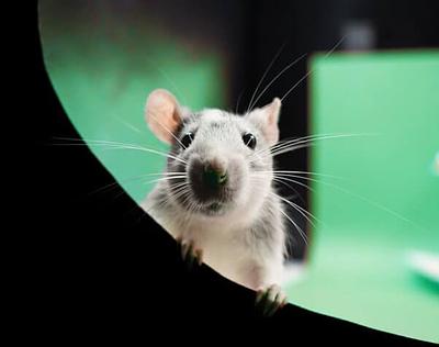 PETA Entities Sink Cruel Near-Drowning Experiments on Animals in Laboratories Worldwide