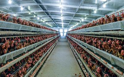 People Eat Six Times More Chicken Than In 1961, According To The UN