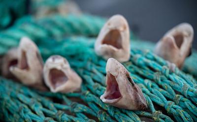 New Analysis Reveals ‘Shocking’ Scale Of UK Bycatch Deaths