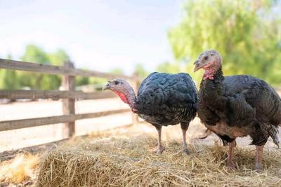Acton Celebration for the Turkeys