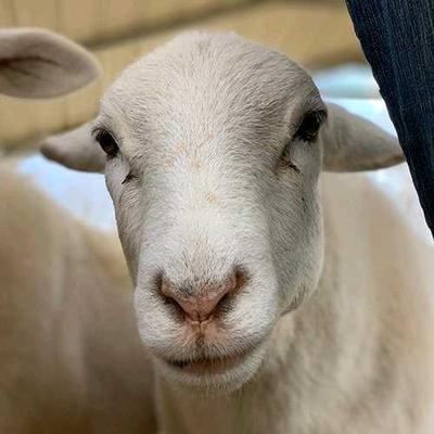 Open Sunday at The Gentle Barn